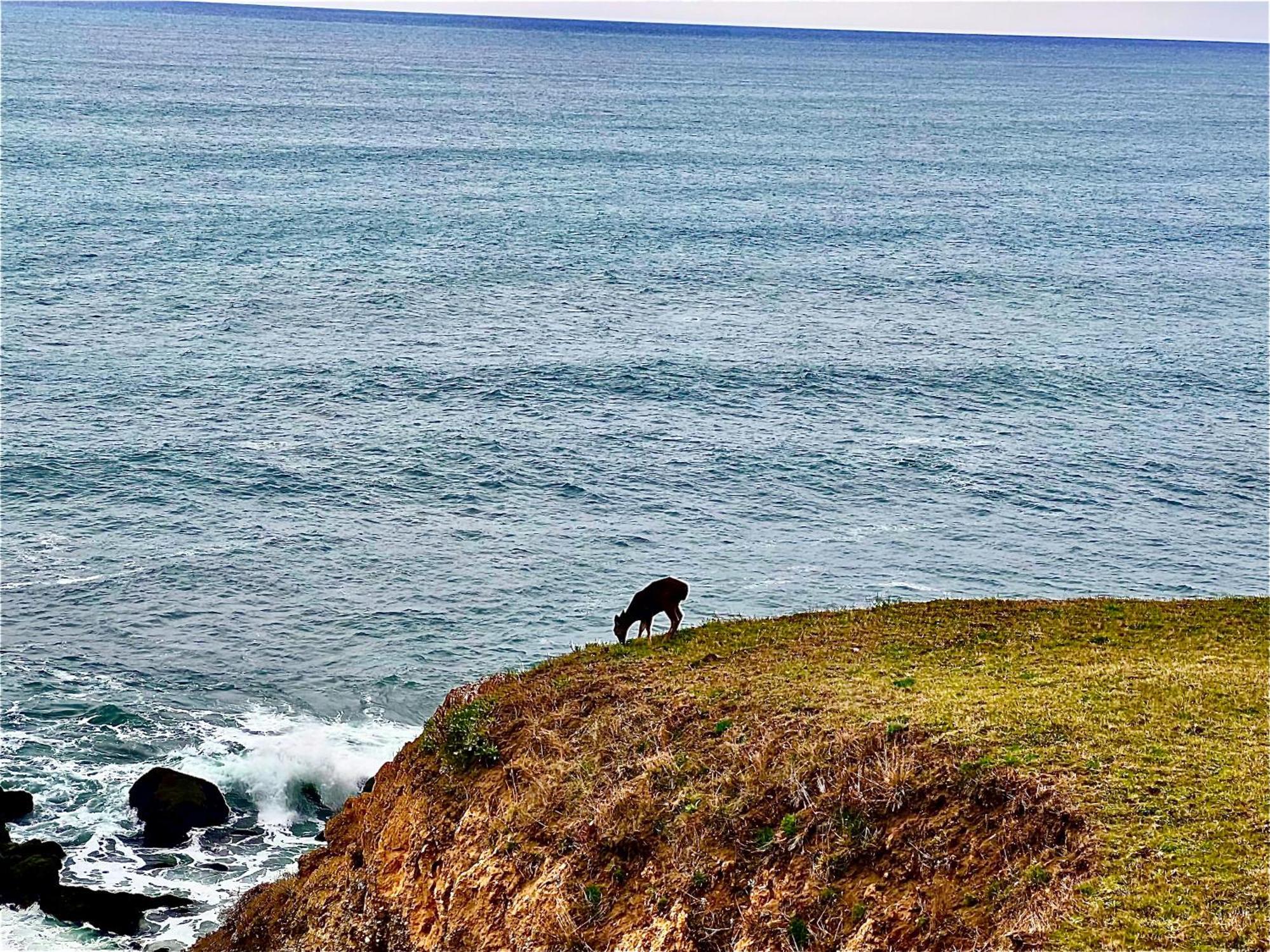 Inn Of The Lost Coast Shelter Cove Eksteriør billede